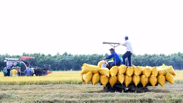 Lúa gạo vùng châu thổ Cửu Long hướng đến tăng trưởng xanh