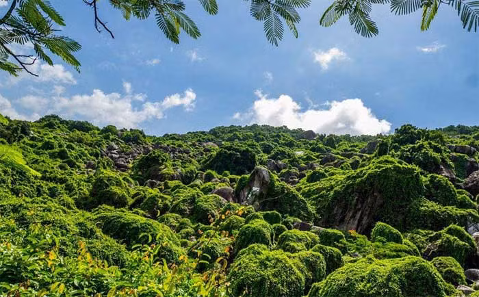  Tháng 3, rực sáng đồi thiêng -0