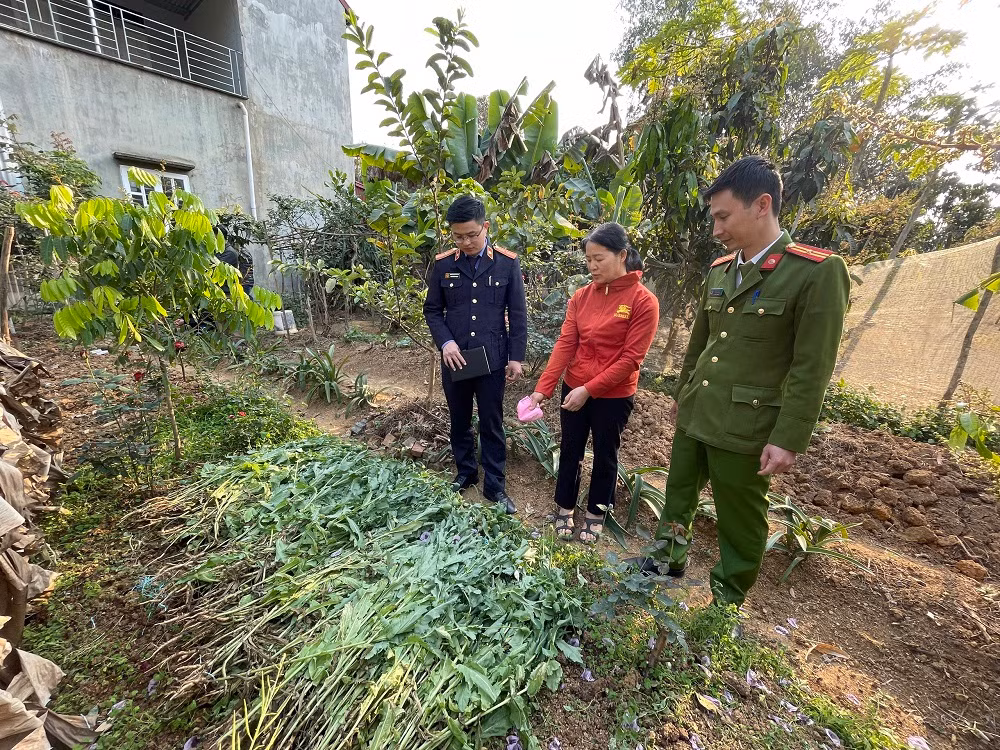 Xử lý nghiêm tình trạng tái trồng cây thuốc phiện -0