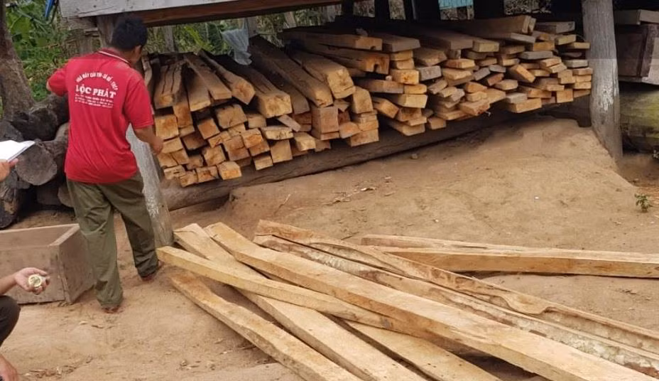 Thu hồi toàn bộ gỗ vi phạm trong vụ khai thác trái phép 149 cây gỗ -0