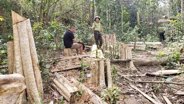 Vụ 149 cây gỗ bị cưa hạ trái phép: Chuyển hồ sơ sang cơ quan Công an