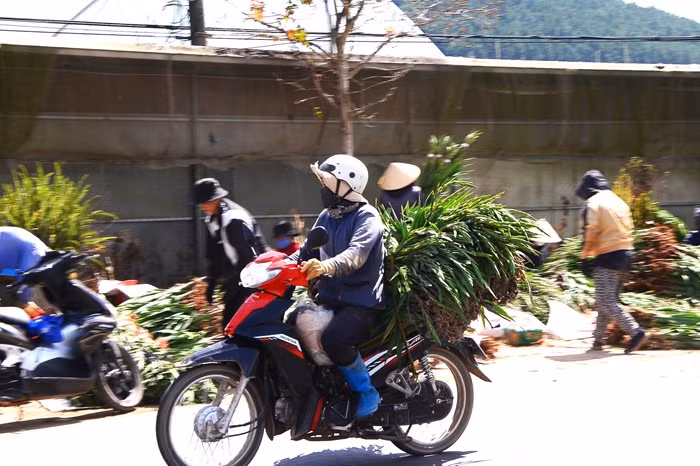 Cận Tết, hoa Đà Lạt “lao dốc”, nhà vườn lỗ nặng -0