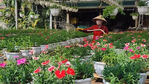 Làng An Lạc được mùa hoa Tết