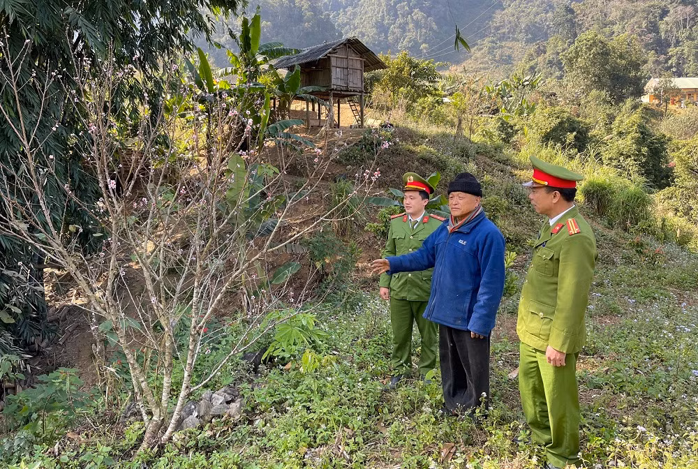 Như cây Sa mu giữa đại ngàn -0
