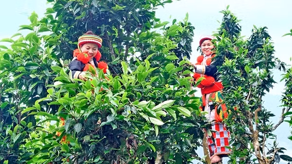 Hạnh phúc không ở đâu xa, ngay trong chén trà...