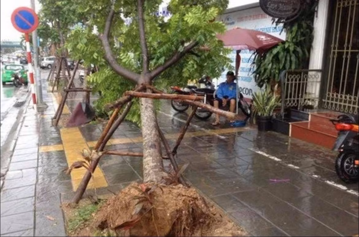 Mở rộng điều tra vụ nâng khống giá cây xanh để trục lợi ở Hà Nội -0