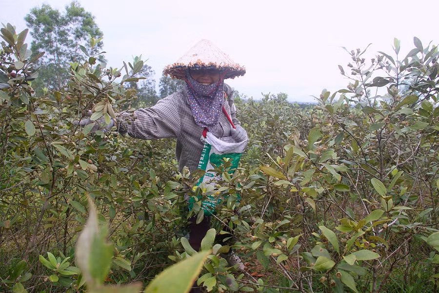  Người dân Hà Tĩnh kiếm tiền triệu từ quả sim dại -0