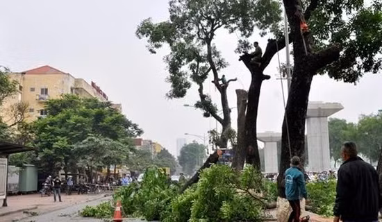 Chặt hạ hàng ngàn cây xanh, nhiều quan chức bị trừng phạt ảnh 2