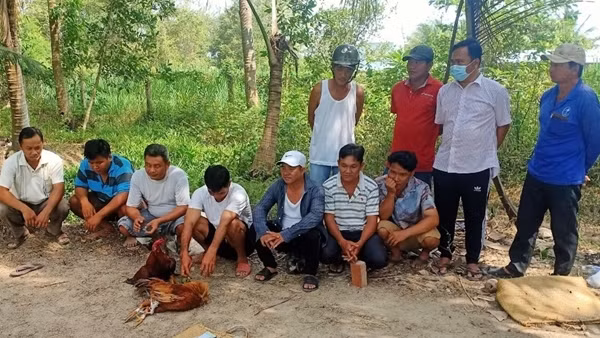 11 người tụ tập trong vườn dừa để đá gà ăn tiền