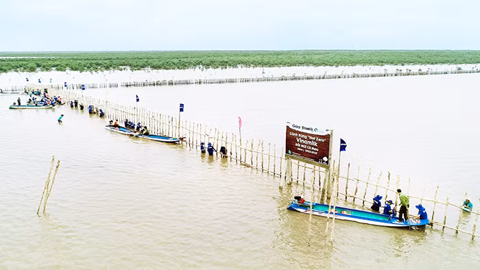 Vinamilk triển khai dự án tái sinh 25 ha rừng ngập mặn tại Cà Mau -1