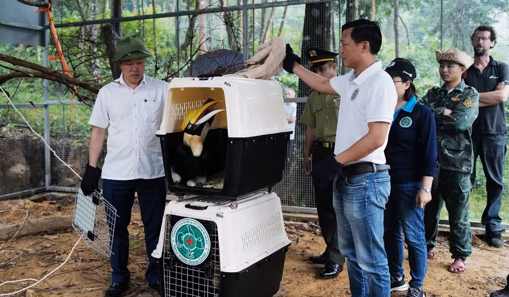 Lần đầu tiên cặp chim Hồng hoàng quý hiếm được thả vào rừng tự nhiên -0