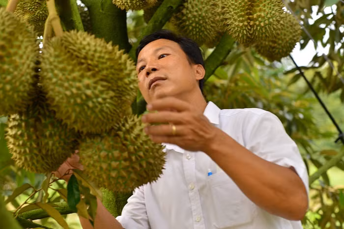 Ngăn chặn tình trạng bón phân, thúc thuốc để sầu riêng cho năng suất cao -0