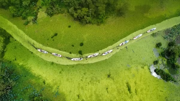 Chiêm ngưỡng bức tranh “cẩm thạch”&nbsp; Trà Sư