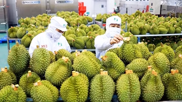 Xuất khẩu rau quả sang Trung Quốc tăng mạnh
