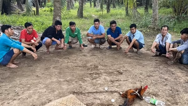 Phá sới bạc trong vườn dừa