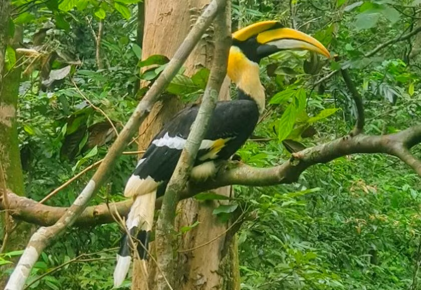 Lần đầu tiên cặp chim Hồng hoàng quý hiếm được thả vào rừng tự nhiên -0