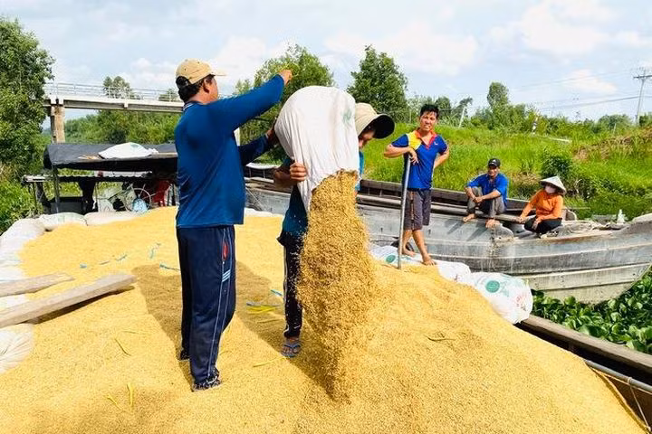 Việt Nam có thể xuất khẩu trên 7,5 triệu tấn gạo trong năm 2023 -0