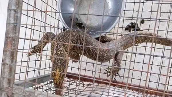 Mua nhốt kỳ đà vân quý hiếm, bị phạt 270 triệu đồng