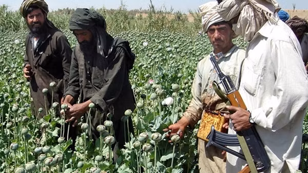 Taliban liệu có thể xóa bỏ “nền kinh tế thuốc phiện” ở Afghanistan?