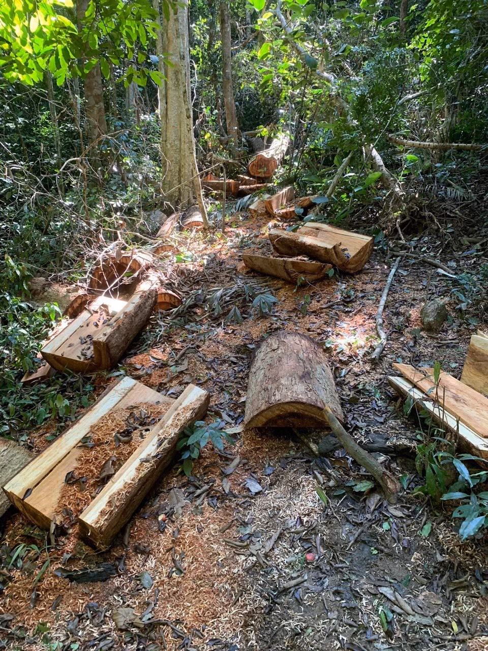 Bắt giữ 2 đối tượng khai thác gỗ hương trái phép -0