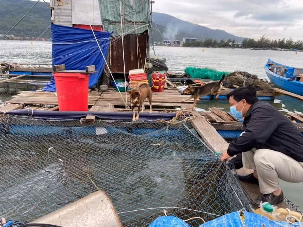 Đà Nẵng: Mạnh tay xử lý tình trạng nuôi thủy sản lồng bè trái phép gây ô nhiễm môi trường -1