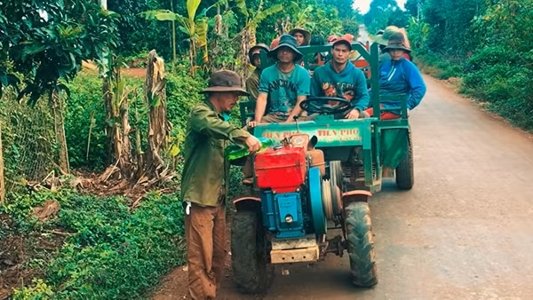 Cà phê bị vàng lá, rụng quả sau khi bón phân ảnh 3