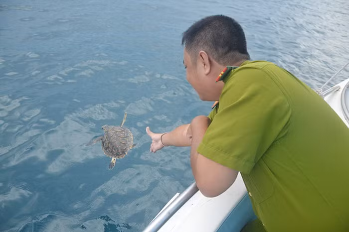 Nỗ lực bảo tồn rùa biển ở vịnh Nha Trang -0