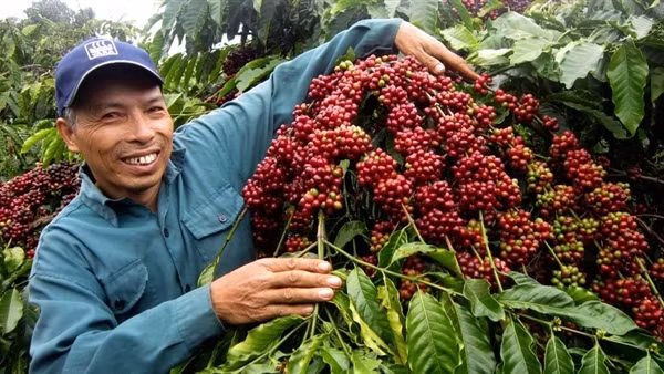 Người dân Ấn Độ rất ưa chuộng cà phê hoà tan của Việt Nam