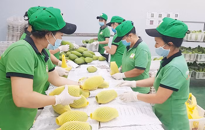 Xuất khẩu những tháng cuối năm sẽ tiếp tục khởi sắc -0