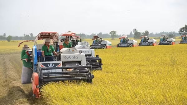 170 thương nhân đủ điều kiện kinh doanh xuất khẩu gạo