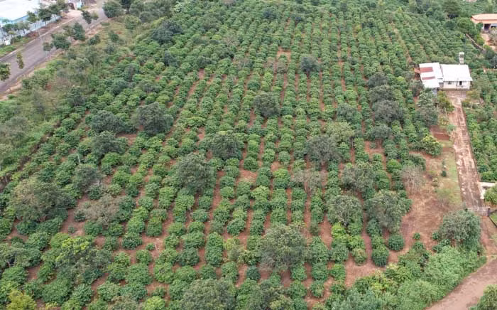Buộc thi hành án 16.726m2 đất nguyên Trưởng ban quản lý RPH lấn chiếm -0
