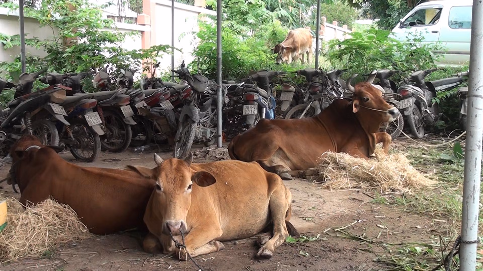 Truy bắt 2 đối tượng đi ô tô gây ra 11 vụ trộm cắp 54 con bò -0