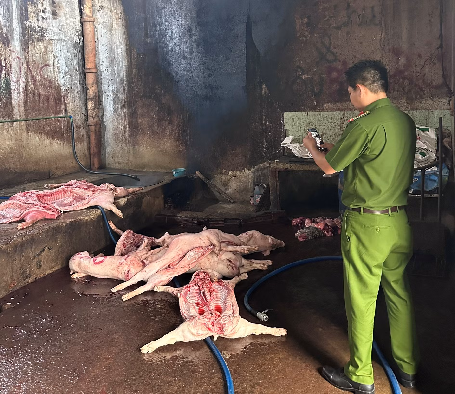 Phát hiện ổ dịch tả lợn châu Phi tại trọng điểm chăn nuôi Đồng Nai -0