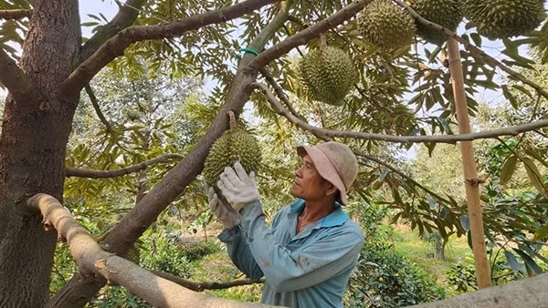 Giá sầu riêng lao dốc, nhà vườn than lỗ