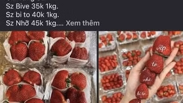 Tìm bị hại trong vụ “chủ vựa hoa quả” lừa tiền cọc khách hàng
