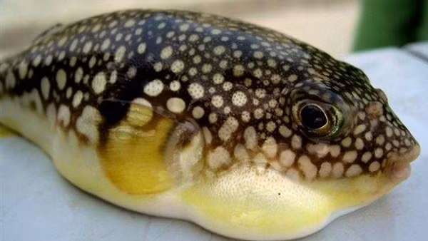 Ăn gan cá nóc, một phụ nữ nguy kịch