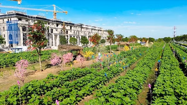 Chờ đón Vườn hoa Hướng Dương đậm chất Nam Bộ tại Van Phuc City