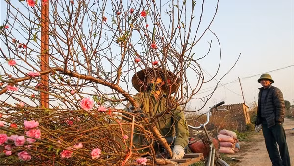 Người trồng đào, quất tất bật chuẩn bị đón Tết Quý Mão