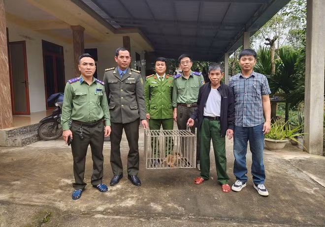 Thả 3 cá thể khỉ vàng quý hiếm về Vườn quốc gia Phong Nha Kẻ Bàng -0