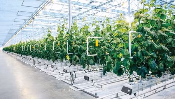 Xây dựng ngành nông nghiệp hiện đại, hiệu quả cho siêu đô thị TP Hồ Chí Minh
