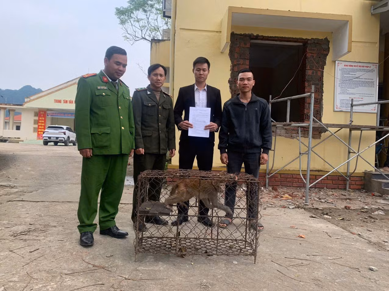 Thả 3 cá thể khỉ vàng quý hiếm về Vườn quốc gia Phong Nha Kẻ Bàng -0