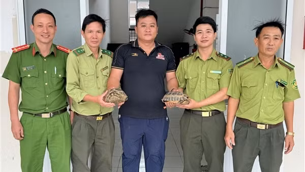 Phát hiện 2 rùa núi vàng quý hiếm bò bên đường, người dân giao nộp Công an