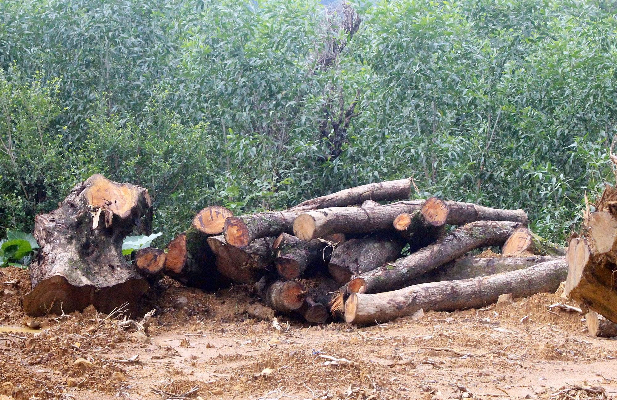 Thông tin mới nhất về việc khai thác những cây sưa hàng trăm năm tuổi tại Quảng Nam -0