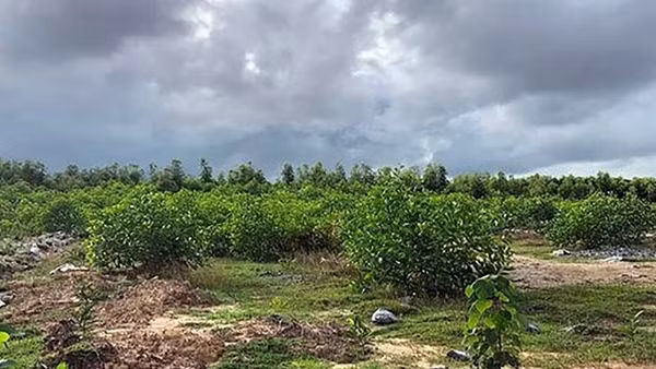 Đấu tranh mạnh với hành vi khai thác khoáng sản trái phép ảnh 2