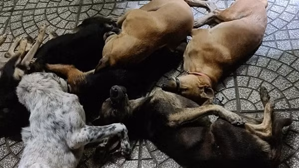 Hai tên trộm chó manh động, dùng đao chống trả rồi cướp xe máy để tẩu thoát ảnh 3