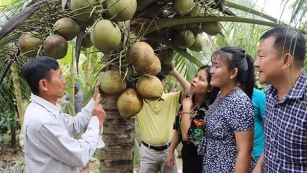 Thanh long Việt Nam liên tục cập bến Australia ảnh 5