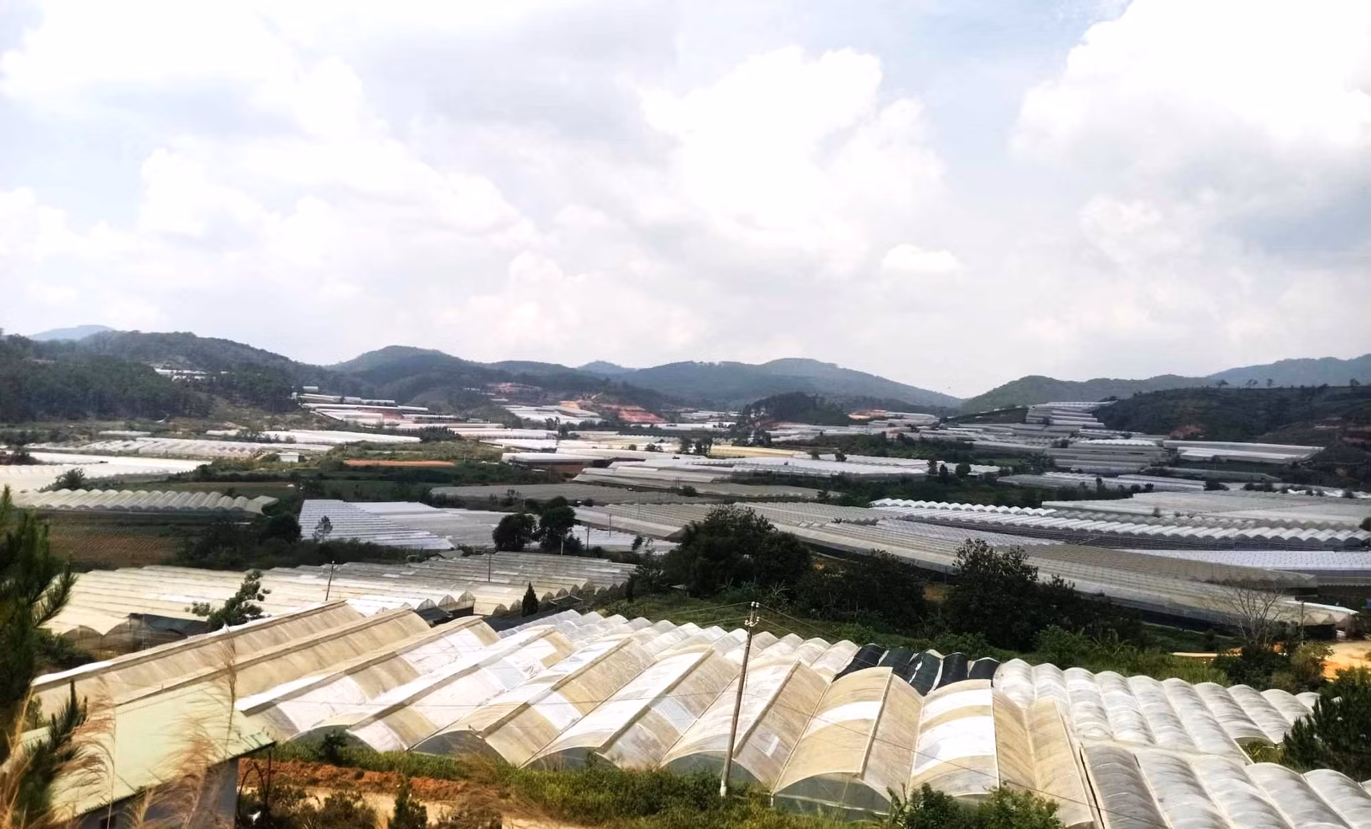 Chây ỳ nộp tiền thuê đất ở Khu nông nghiệp công nghệ cao Ấp Lát -0