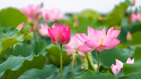 Lễ hội Rạng ngời sắc Sen Đồng Tháp