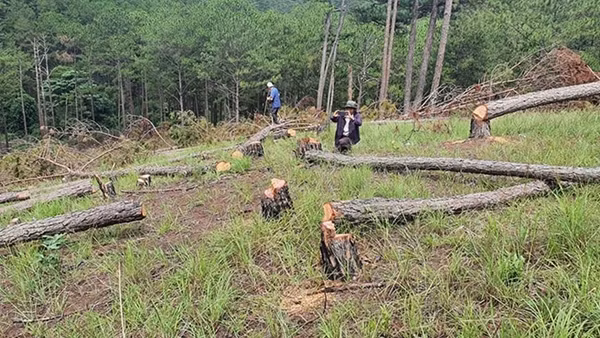 Gian nan cuộc chiến bảo vệ rừng ở Tây Nguyên