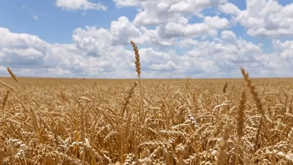 Cựu Tổng thống Nga nghi Ukraine sẽ "biến mất" khỏi bản đồ thế giới ảnh 2
